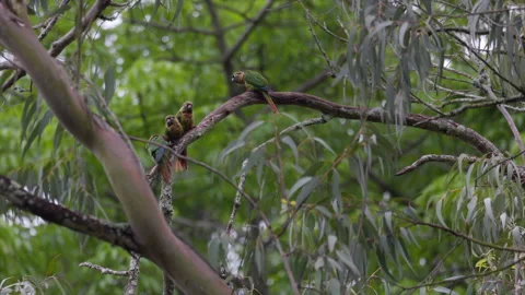 Five perched Maroon-bellied Parakeets parrots birds in rainforest jungle Stockbeeldmateriaal 302807664