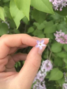 Five petal lilac flower. Stock Photos