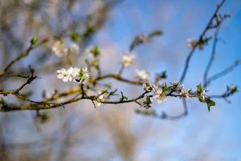 Five-Petaled Whispers of Spring 写真素材