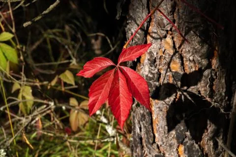 Five-petalled red leaf against the background of a large trunk and a dark bac Stock Photos