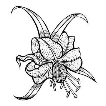 Five petals on a stem Illustrazione stock