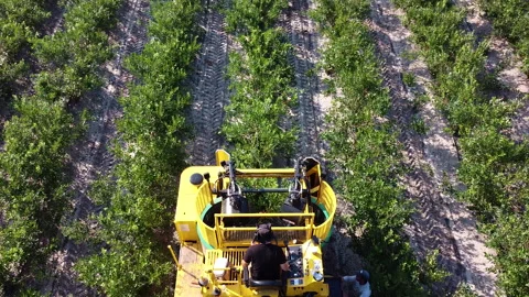 Five Picking Machines Picking Blueberries on a Blueberry Farm Stock Footage 246773184