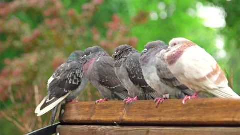 Five pigeons on a bench in a park in the rain Stock Footage 201285109
