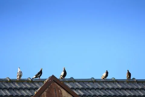 Five pigeons perch atop a weathered roof under clear blue sky Stock Photos