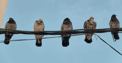 Five pigeons sat on electrical cables against a bright blue sky Stock Photos