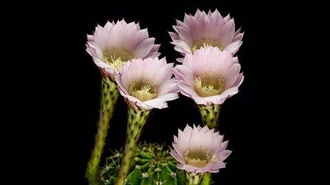 Five pink cactus flowers simultaneously blooming on black background, 4K Stock Footage 77633001