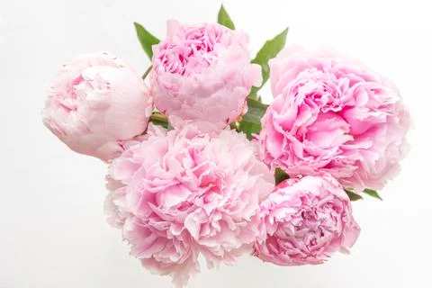 Five Pink Peonies Stock Photos