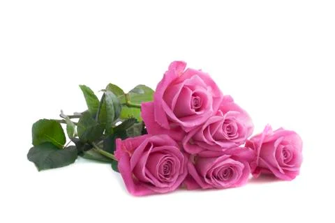 Five pink roses Stock Photos
