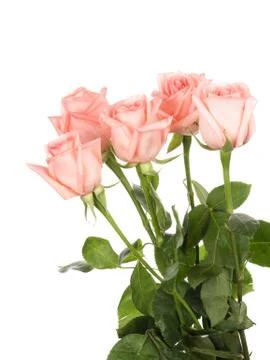 Five pink roses Stock Photos