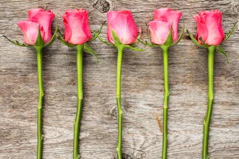 Five pink roses Stock Photos