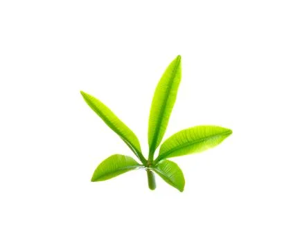 Five Point Green Leaf isolated on white background Stock Photos