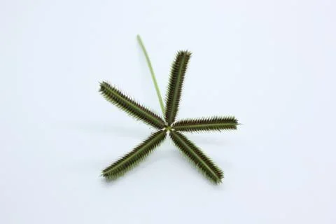 Five pointed Stock Photos