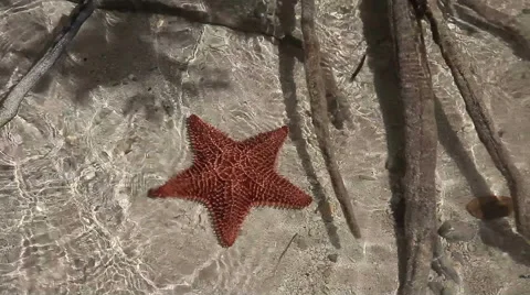 Five-pointed starfish in shallow water Stock Footage 62348680