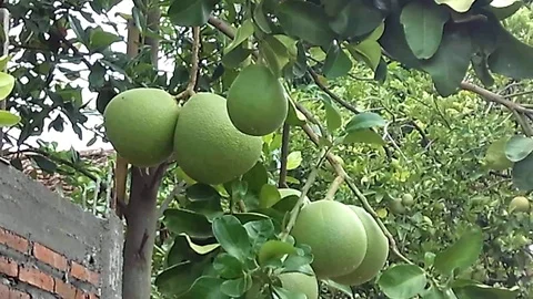 Five pomelo fruit hanging on the pomelo tree on the front Stock Footage 122811995