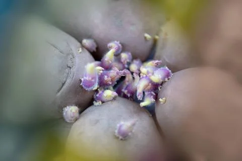 Five potatoes with violet sprouts. Abstract image Stock Photos