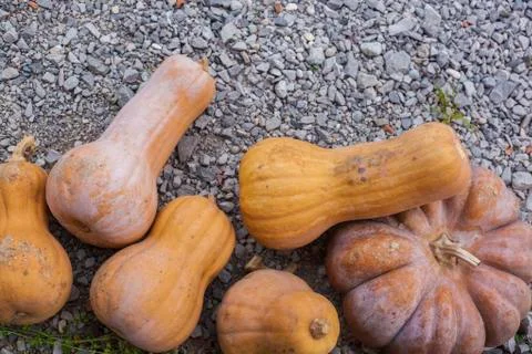 Five pumpkins Stock Photos