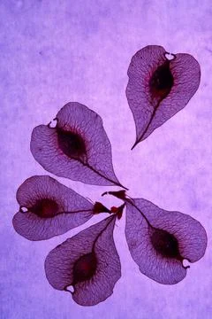 Five in the purple Stock Photos