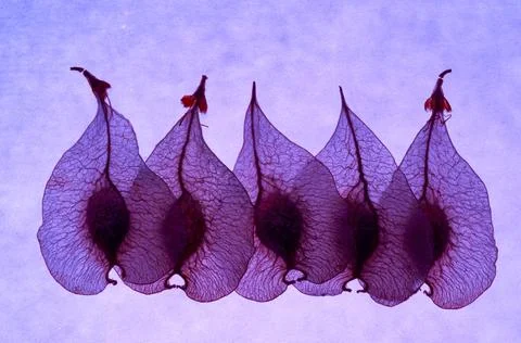 Five in purple Stock Photos