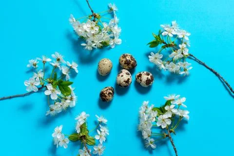 Five quail eggs on a blue background are surrounded by cherry flowers Stock Photos