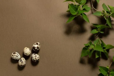 Five quail eggs on a brown background near green twigs. place for text. Foto stock