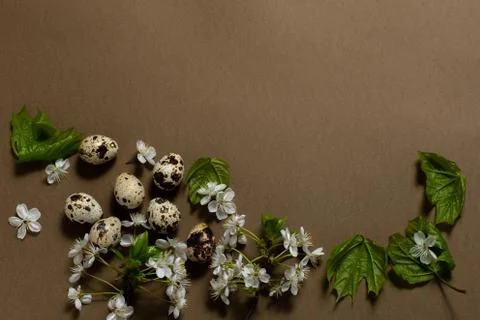 Five quail eggs on a brown background near green twigs and cherry flowers. Stock Photos