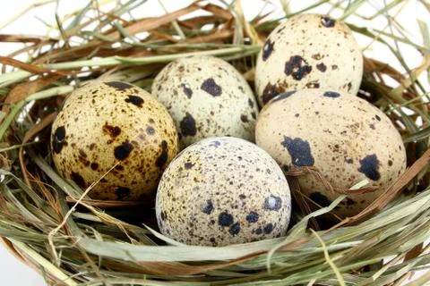 Five quail eggs in the nest Stock Photos