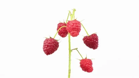 Five raspberries on a branch. Side view. Loop motion. Stock Footage 164477035