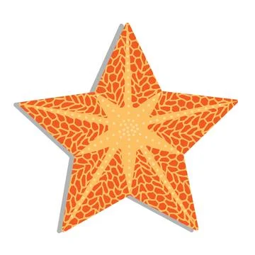 Five-rayed starfish. Orange tones. White background. 스톡 일러스트