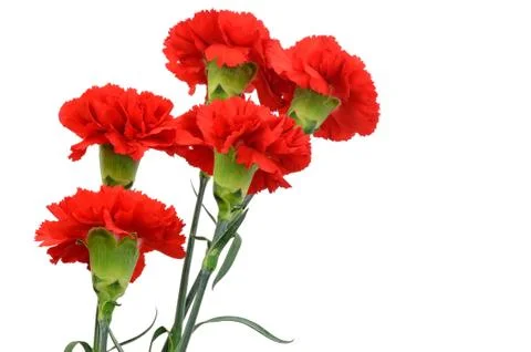 Five red carnations Stock-Fotos