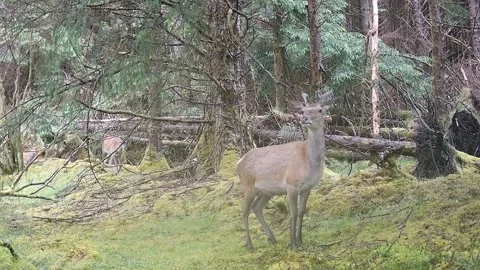 Five Red Deer Stags With New Antler Growth Walking in Line, Isle of Skye 库存影片 340460091