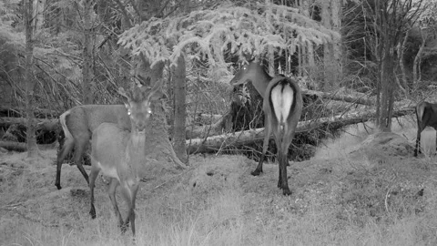 Five Red Deer Stags pass by in the forest, while one checks out the camera. Skye Stock Footage 248158511