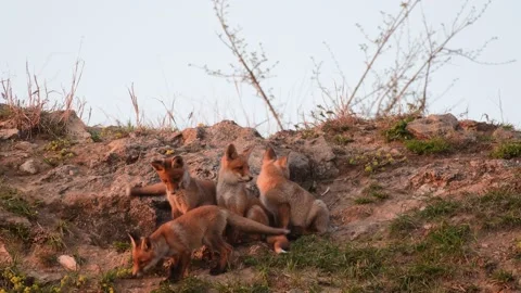 Five red foxes in the evening light, next to a hole by the road. Vulpes vulpes Vídeo Stock 153435326