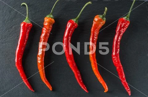 Five red hot peppers on the background of slate Stock Photos