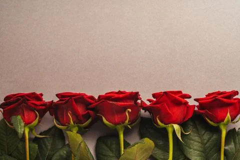Five red roses on a light background. Stock Photos