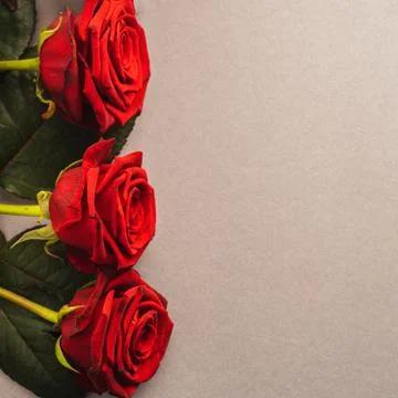 Five red roses on a light background. Stock-Fotos
