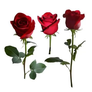 Five red roses on a long stem with green leaves in different angles on a whit Stock Illustration