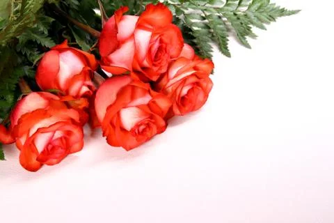 Five red roses with space for writing Stock Photos