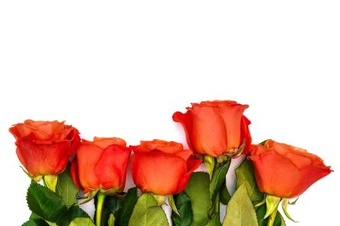 Five red roses on a white background. Colorful roses with green leaves. Isola Stock Photos