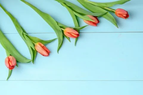 Five red tulips on a blue background, flat lay view, with space for text Stock Photos