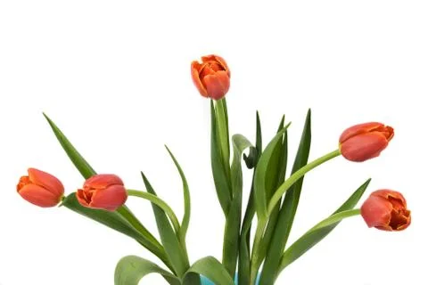 Five red tulips bud Stock Photos