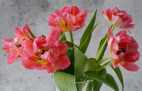 Five red tulips in a vase Stock Photos