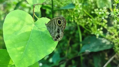Five-ring Butterfly (Ypthima baldus) Resting on Heart-Shaped Leaf in Lush G.. Stock Footage 325444576