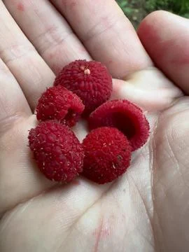 Five Ripe Thimble Berries In A Hand Stained With Berry Juice Stock Photos
