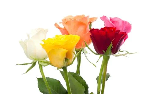 Five roses in different colors Stock Photos