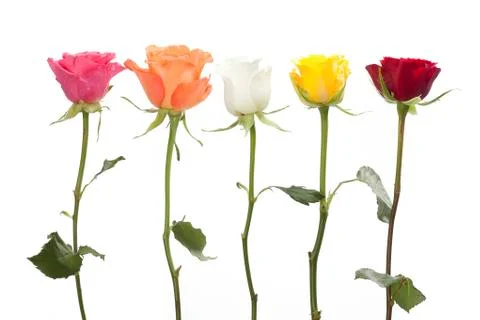 Five roses in different colors Stock Photos