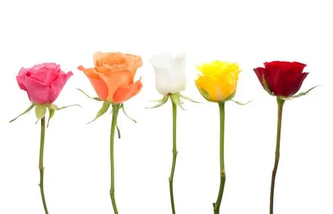 Five roses in different colors Stock Photos