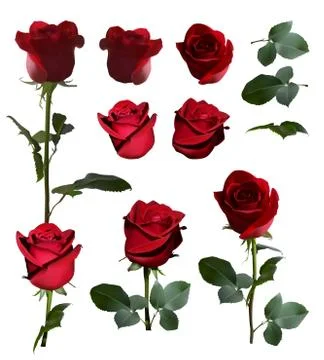 Five roses isolated from different angles on a white background. Illustrazione stock