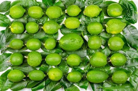 Five rows of green lemons on leaves top view Stock Photos