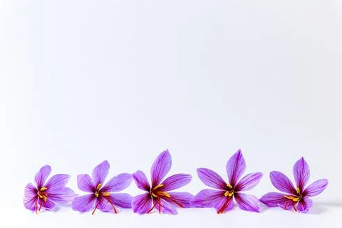 Five saffron crocuses close up on a white background. Place for text Stock Photos