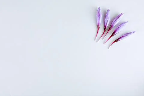 Five saffron flower buds on a white background. Place for text. Stock Photos